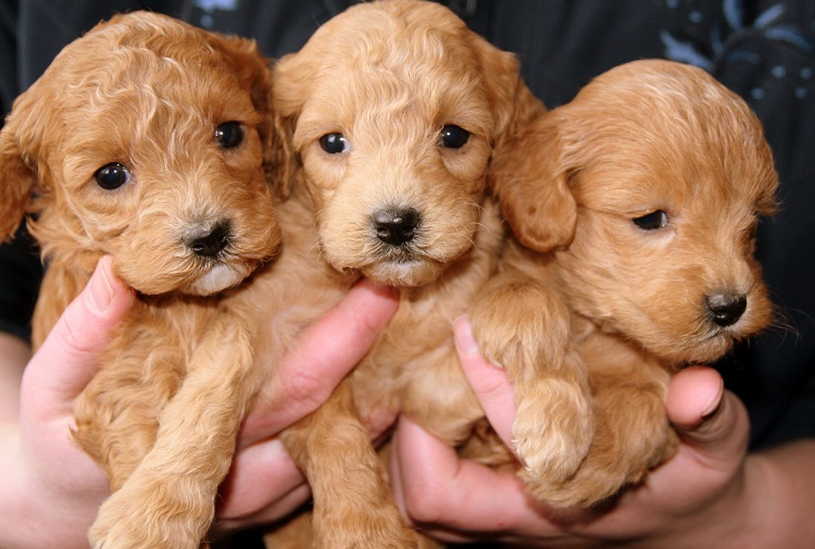 what are mini goldendoodles