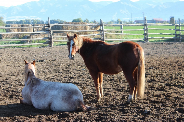 horse slaughterhouse