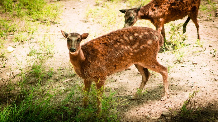 stag animal