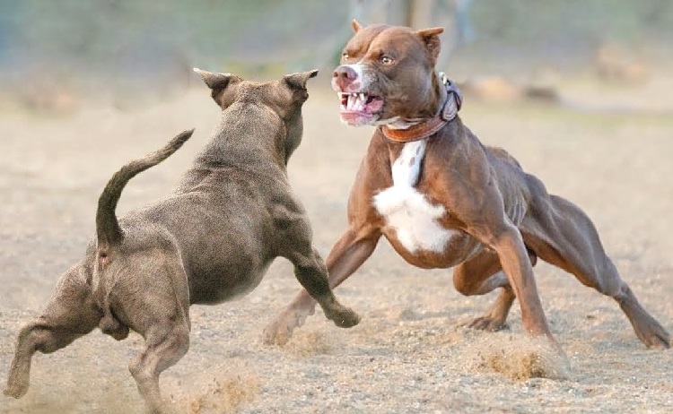 dogfighting