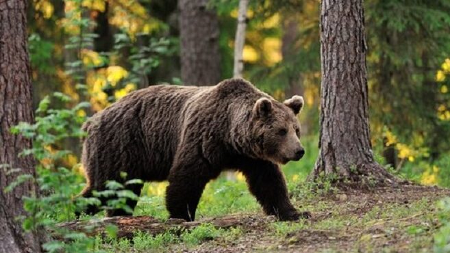 Bear Attacks Statistics – Global Pandemonium Perspective