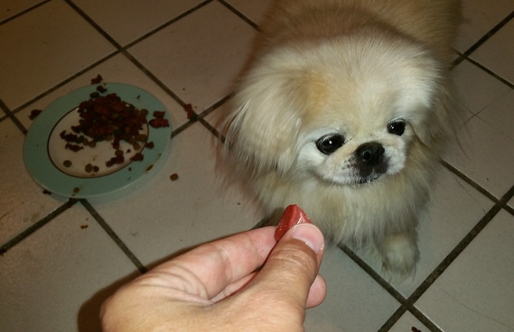 black pekingese