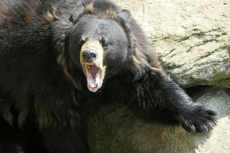 Bear Attacks Statistics – Global Pandemonium Perspective