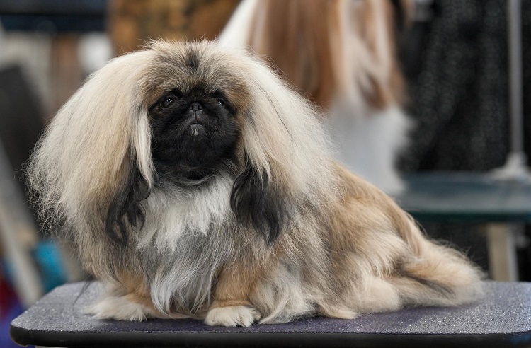 pekingese lifespan