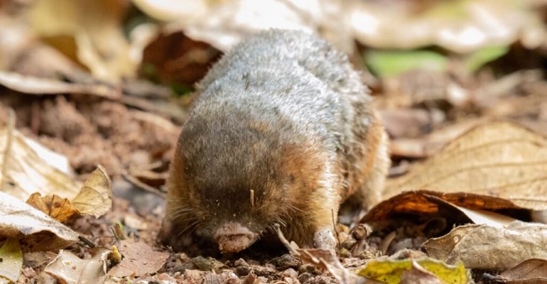 Mole Animal - All About The Tiny, Burrowing Mammal