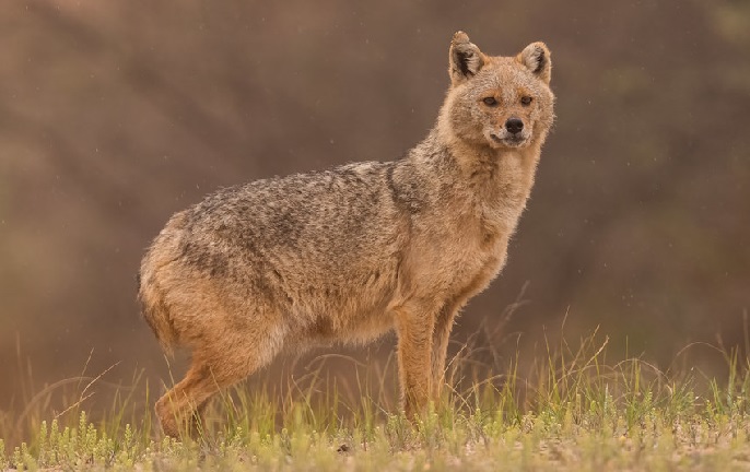 Golden-Jackal