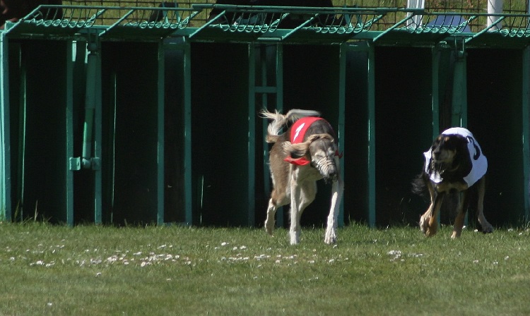 Are greyhound races cruel?