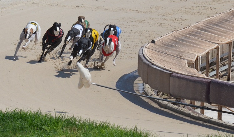 Are greyhound races cruel?