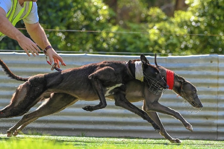 Fast k9s 2024 greyhound adoption