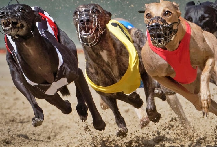 Are greyhound races cruel?