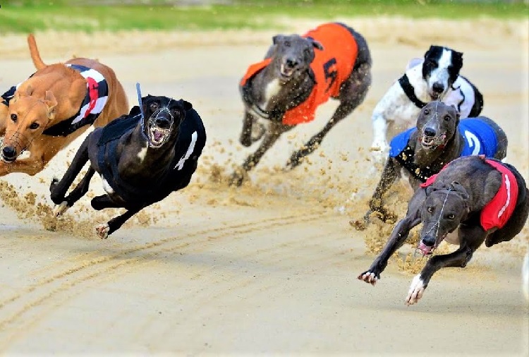  Greyhound Racing Dog Race Greyhounds T-Shirt : Clothing, Shoes  & Jewelry