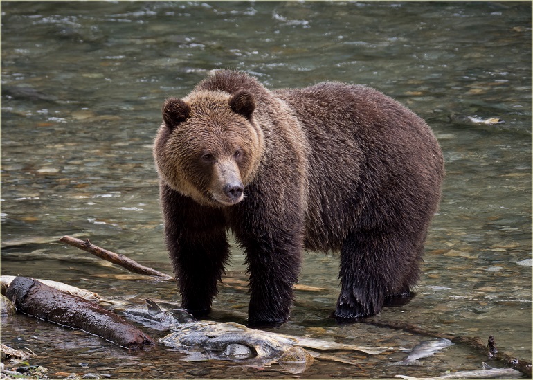 Bear Attacks Statistics – Global Pandemonium Perspective