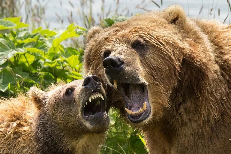 how many grizzly bear attacks per year
