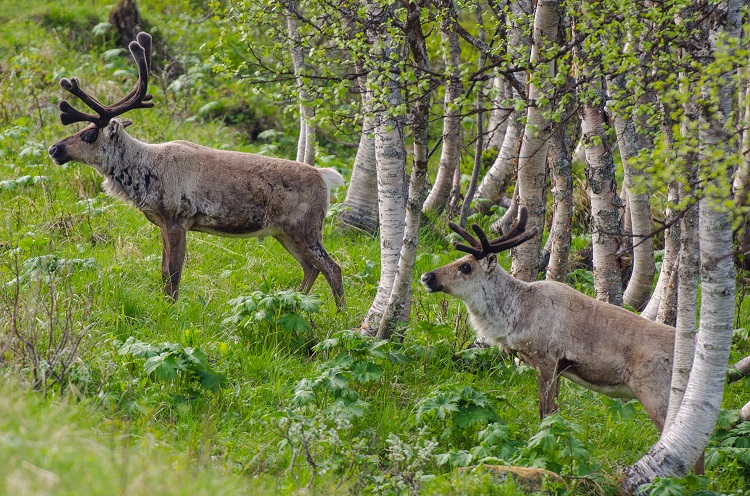 caribou vs reindeer