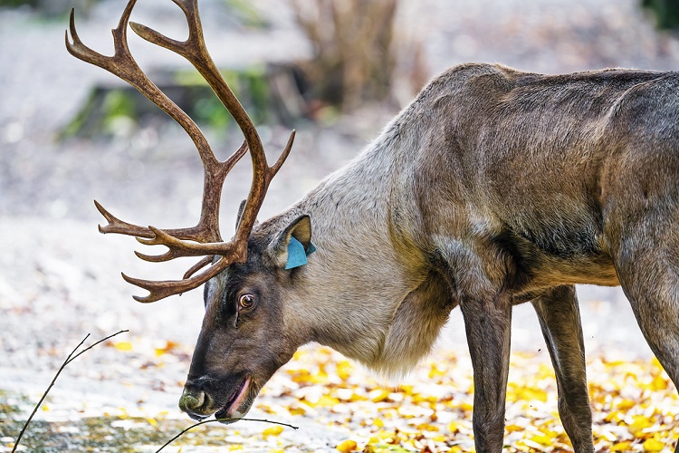 are reindeer and caribou the same