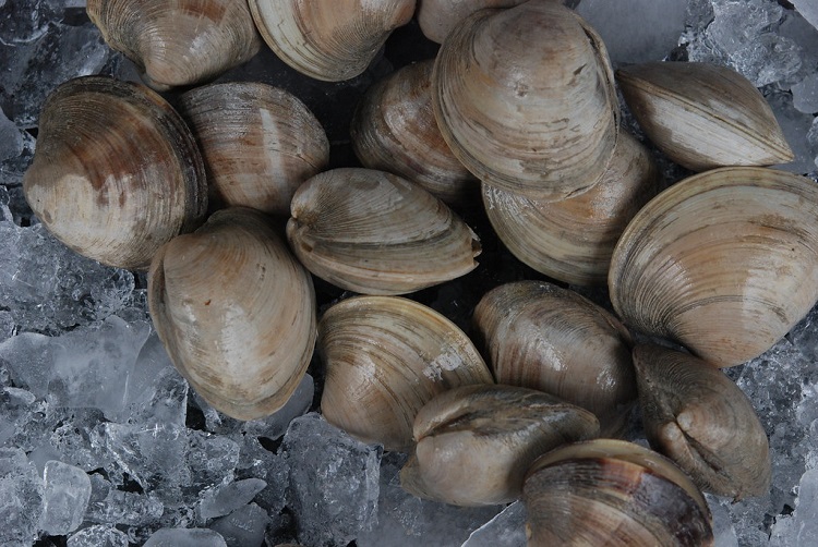 Clam  Anatomy, Types, Habitat, Mollusk, Bivalve & Marine Life