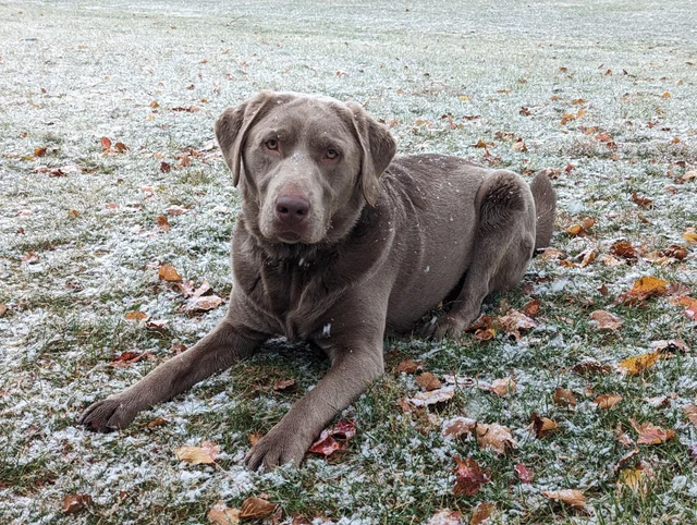 English silver lab store puppies