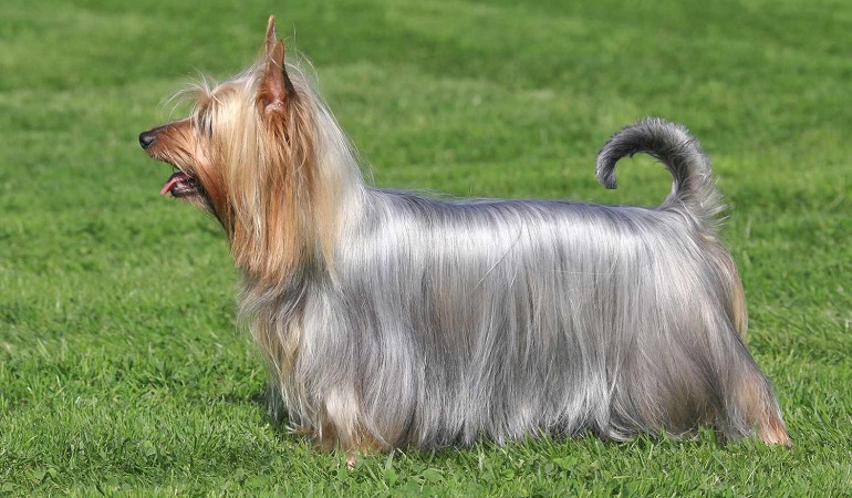 are silky terriers fragile