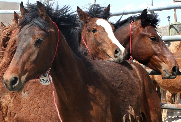 Horse Slaughter Transportation