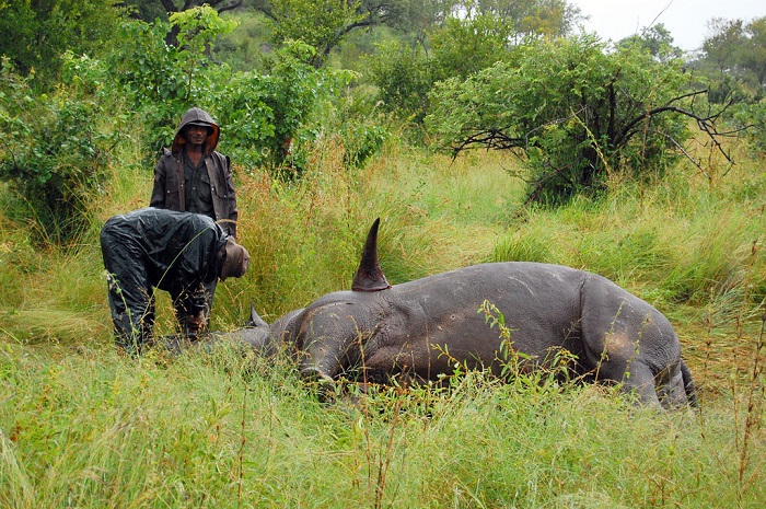 Six Notorious Tiger Poachers Have Been Caught in the Act — Species Unite