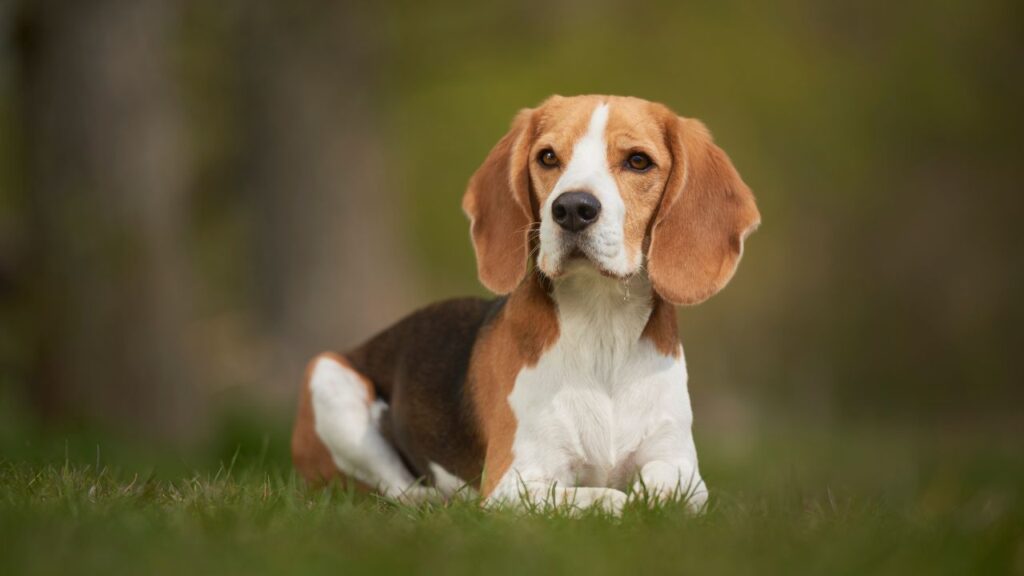 History of the American Foxhound