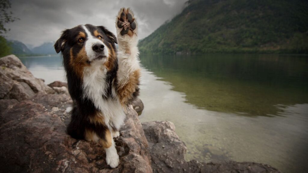 History of the Australian Shepherd