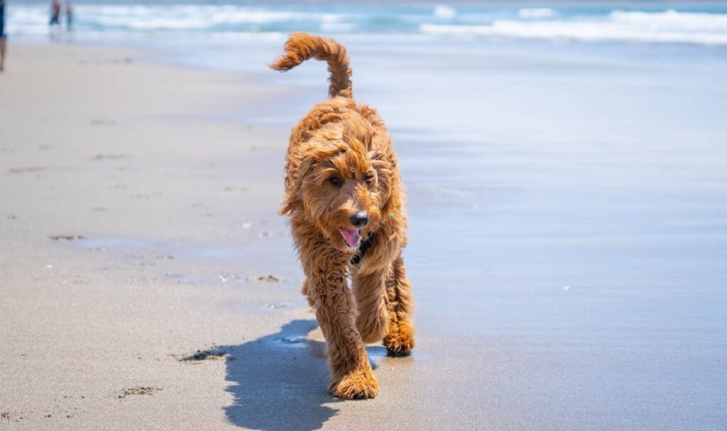 goldendoodle temperament