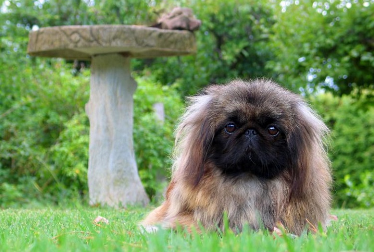 are pekingese affectionate