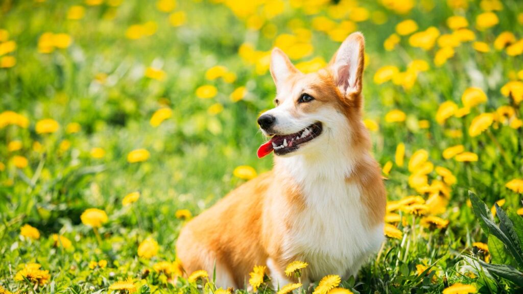 History of the Pembroke Welsh Corgi
