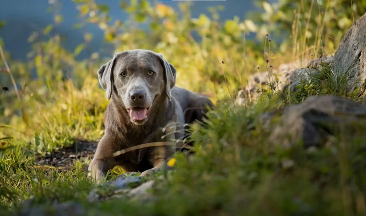 Silver sales coat labrador