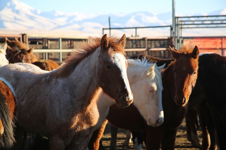 horse slaughter in the us