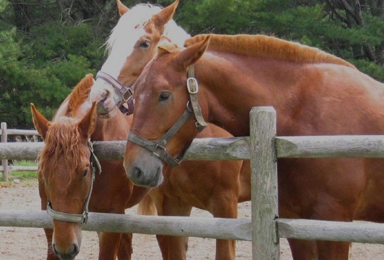 horse slaughter house