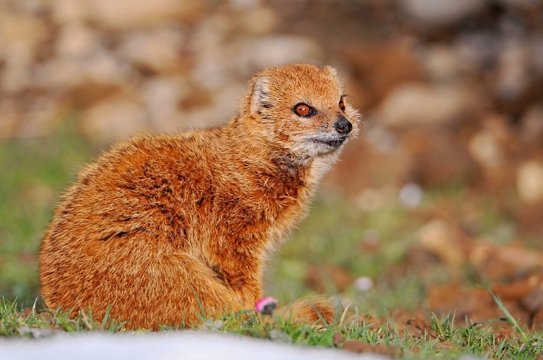 predators of mongoose
