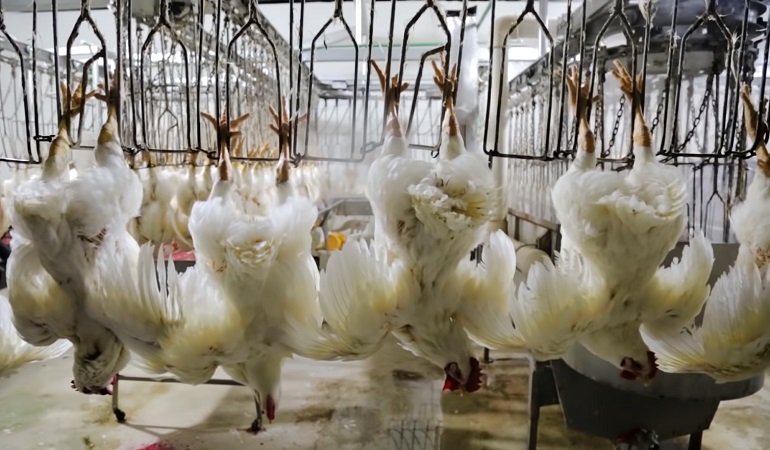 How Many Chickens Are Killed Each Year? The Barbaric Truth