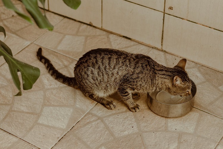 bowls for cats