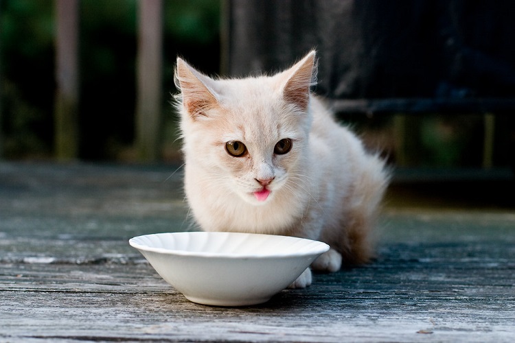 ceramic cat food bowls