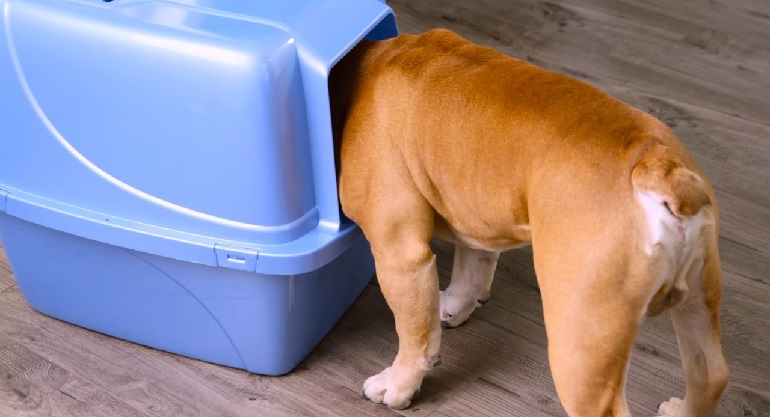 Dog eating cat poop 2025 out of litter box