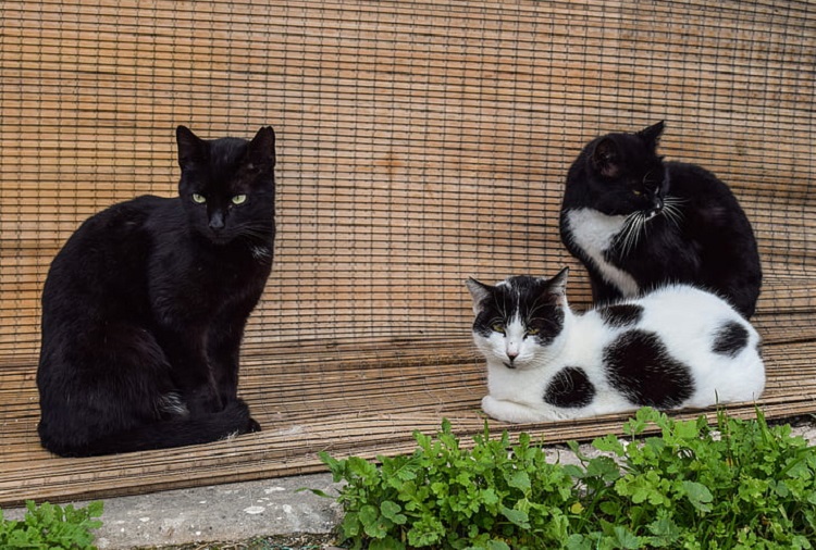 cat population in the world