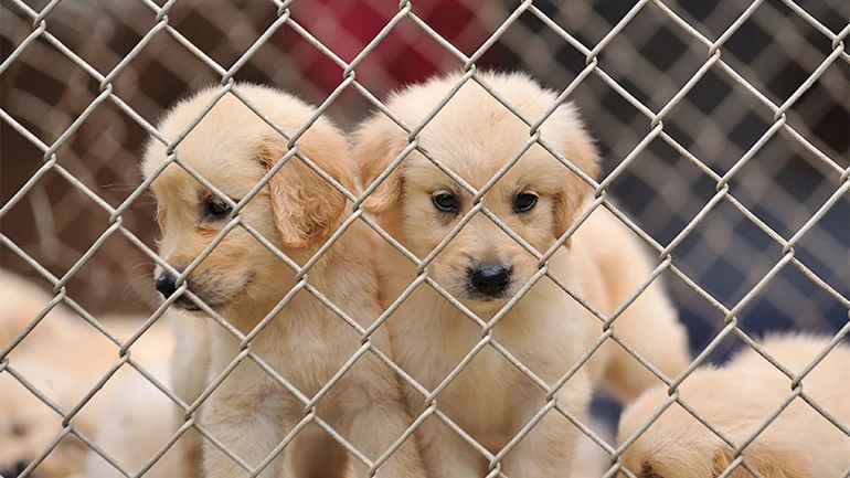 rescuing a puppy mill dog
