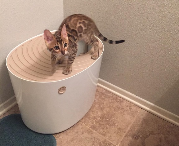 Cat-Litter-Box