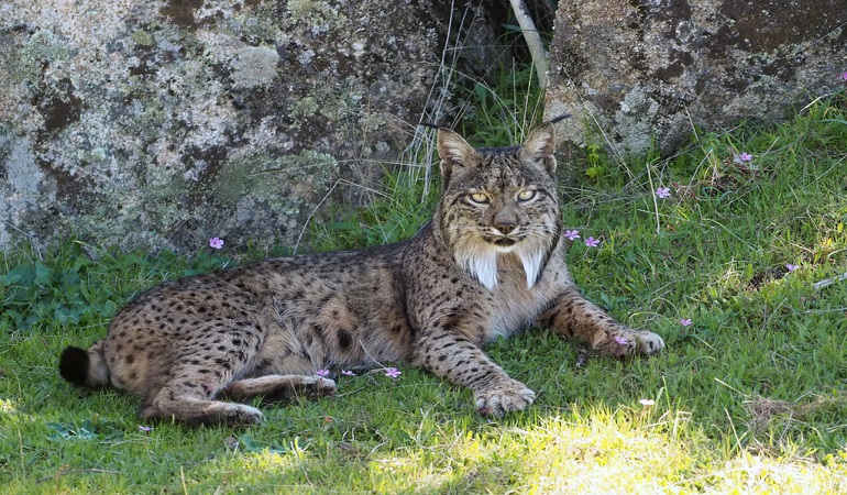 cats that look like a lynx