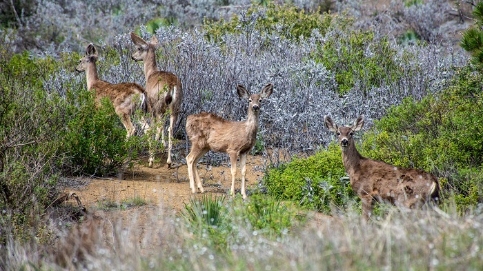 habitat of deer