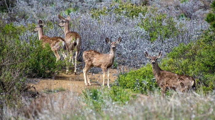 habitat of deer 