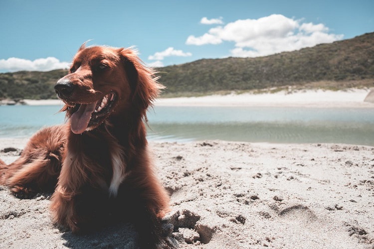 best family dog breeds