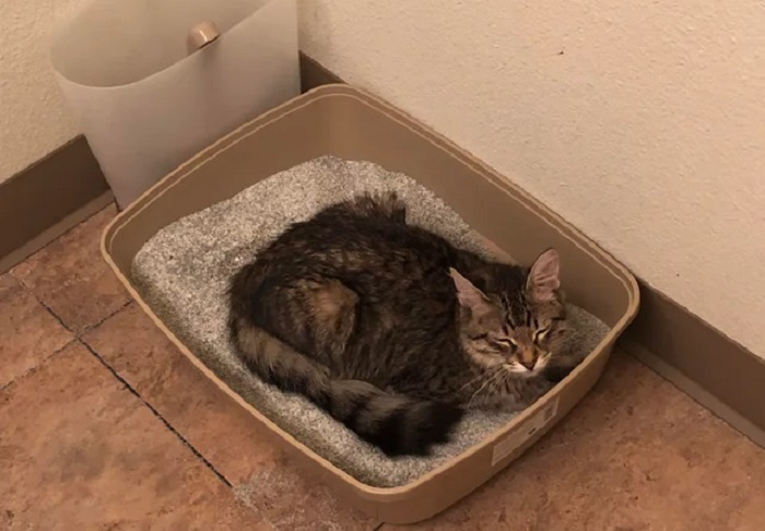 Kittens Eating Litter