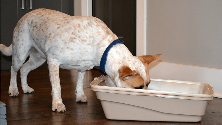 How do you stop your shop dog from eating cat poop