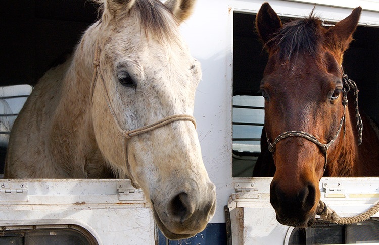 what is horse meat used for