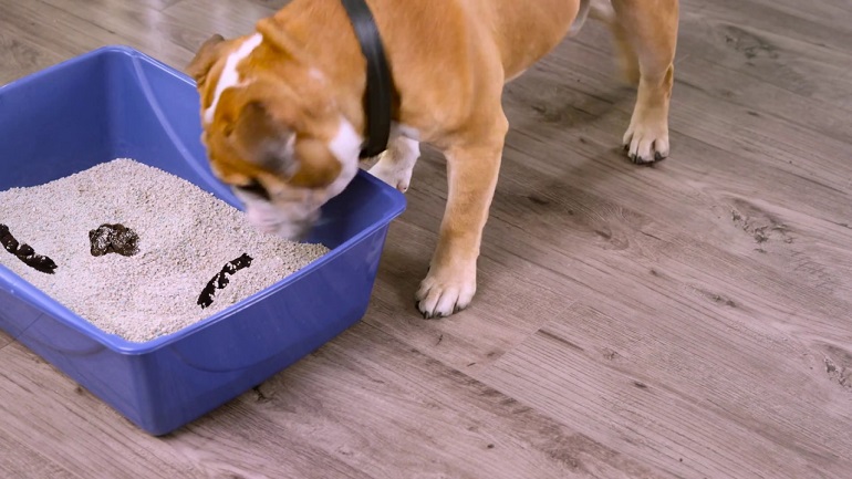 what happens when dogs eat cat litter