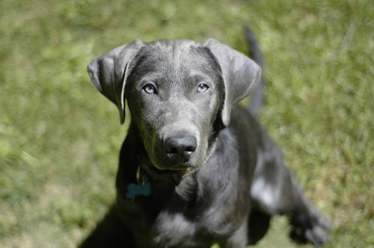 Silver flakes hot sale labradors