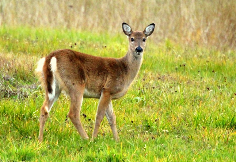 white taileddeer